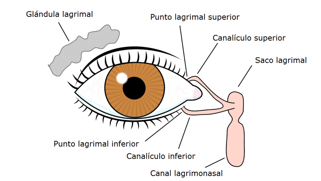 via de drenaje lagrimal puntos lagrimales, canaliculos lagrimales y conducto lacrimonasal